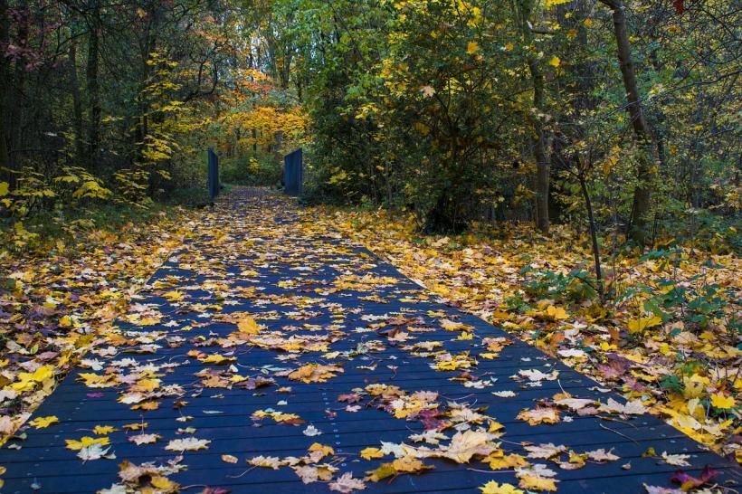 autumn walk